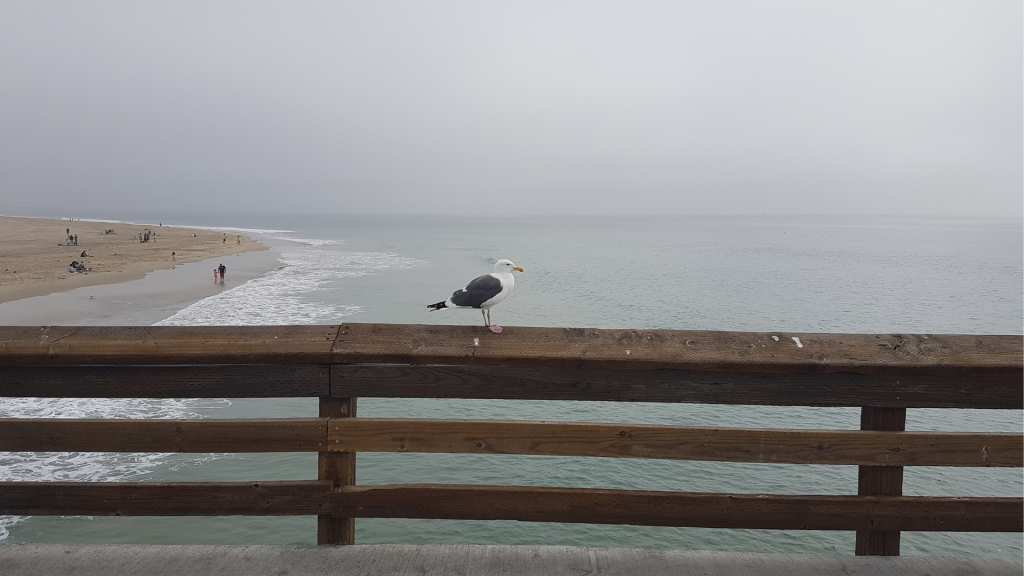 When present & future feels lost, look back - Vishnu Goyal